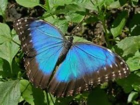 blue morpho butterfly, Belize – Best Places In The World To Retire – International Living